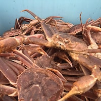 Des crabes sont entassés dans une caisse.