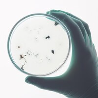 Une main gantée tient une boîte de Petri où croissent des bactéries, devant un fond blanc.