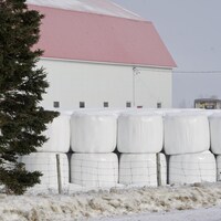 Des balles de foin enveloppées de plastique, rangées sur le bord d'une ferme en hiver.                           