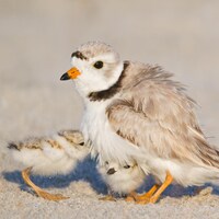 Un petit oiseau de rivage blanc et gris sur une plage, avec deux oisillons qui essaient de se cacher dans son plumage.