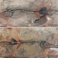 Un fossile de poisson.