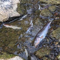 Des poissons morts à la surface de l'eau.