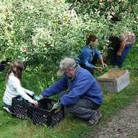 Quatre personnes ramassent des pommes tombées au sol sous un pommier.