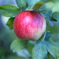 Une pomme rouge dans un arbre.