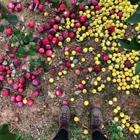 Des pommes au sol.