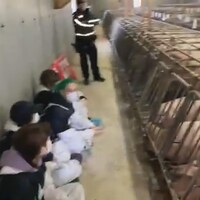Des militants antispécistes assis par terre près de porcs.