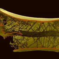 Vue interne de l'os du cou d'un ptérosaure Azhdarchidae montrant plusieurs rayons qui lui permettaient de soutenir son long cou et de soulever ses proies.