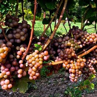 Le Vignoble de l'Orpailleur ajoute pour une première année le Gewurstraminer à ses vins. 
