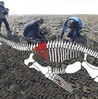 Représentation artistique des restes fossilisés découverts en Antarctique.