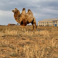 Un chameau se dresse dans un champ devant une école.