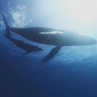 Image sous-marine d'une baleine et son petit.