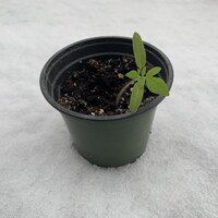 Un plant de tomates cerise déposé sur la neige.