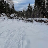 Un tronc bloque le passage d'un chemin dans le bois. Une épaisseur de neige couvre le sol et le tronc. 