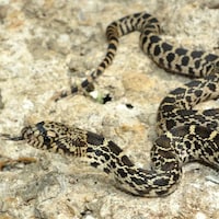 Un serpent se promène sur des roches.