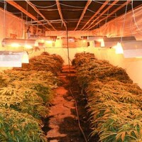 Des plants de cannabis sous des lampes.