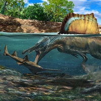 Illustration artistique d'un Spinosaurus chassant sous l'eau.