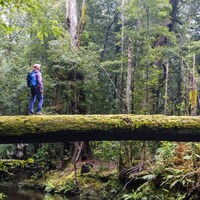 Une femme traverse un cours d'eau en passant sur le tronc d'un arbre immense.