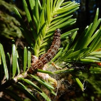 Une tordeuse des bourgeons de l'épinette sous sa forme larvaire.