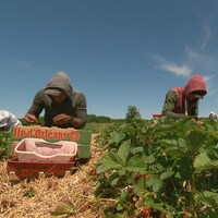 On voit des travailleurs à genoux dans la plantation de fraises, en train de récolter les fruits.