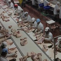 Des travailleurs dans une usine de transformation de viande.