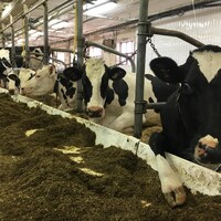 Vaches laitières de la ferme Hector Claveau et fils à Saint-Gabriel-de-Rimouski