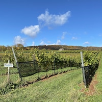 Des rangs de vigne s'étendent dans un champ sous un ciel bleu.