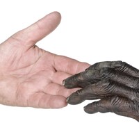 La main d'un humain touche celle d'un chimpanzé.