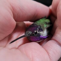 Un colibri.