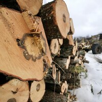 Du bois coupé et empilé et de la machinerie le 4 février 2021 au Nouveau-Brunswick.