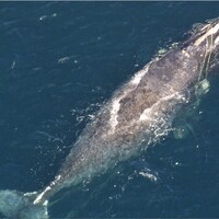 Baleine noire empêtrée dans des cordages de pêche.