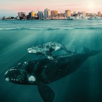 Une baleine noire et son baleineau en dessous de l'eau.
