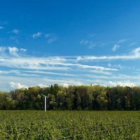Des vignes dans un champ verdoyant ontarien.
