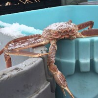 Un crabe des neiges fraîchement pêché.