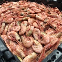 Des crevettes rosée dans un bac de transport.