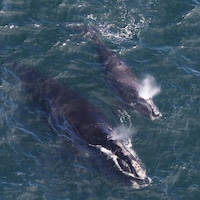 Une femelle baleine noire de l'Atlantique Nord, baptisée EgNo 4180, et son baleineau aperçus dans la baie de Cape Cod le 11 avril 2019.