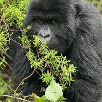 Un jeune gorille, dans son habitat naturel, face à la caméra.