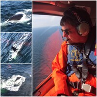 Le ministre Dominic LeBlanc a survolé une partie du golfe du Saint-Laurent pour observer les baleines noires et faire un était de la situation.