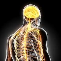 Une représentation d'une partie du système nerveux humain.