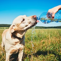 Un chien boit de l'eau d'une bouteille que quelqu'un tient dans sa main.