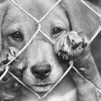 Un chiot regarde la caméra, les yeux tristes. 
