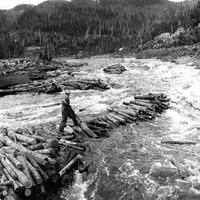 Un draveur tente de dégager la rivière obstruée par des billes de bois.
