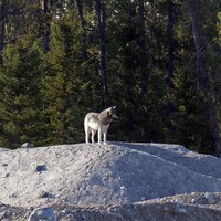 Un loup au soleil sur une grosse pierre dans la forêt au printemps.