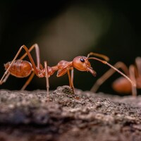 Deux fourmis vues de près.