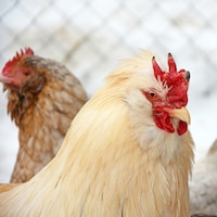 Des poules en hiver.