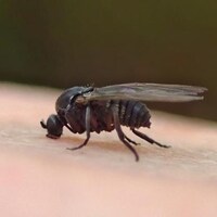 Une mouche noire s'apprête à mordre un bout de peau. 