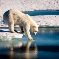 Un ours polaire touche l'eau.
