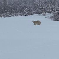 Un ours polaire se trouve dans un champ enneigé. 