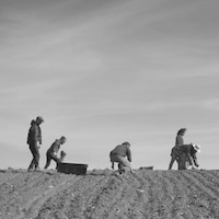Photo en noir et blanc d'un groupe d'hommes et de femmes qui travaillent dans un champ.