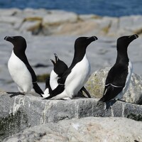 Des petits pingouins ont été observés à Matane.