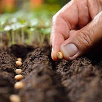 Un homme dépose une graine dans de la terre. 